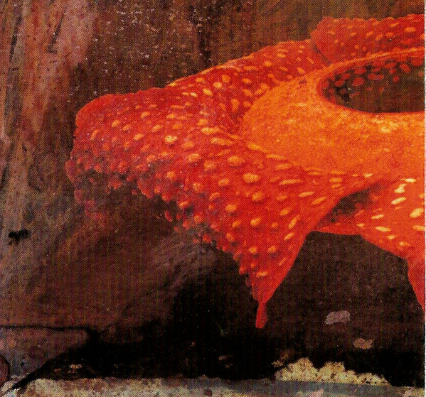 Gigandhi - Rafflesia (CD, Album)
